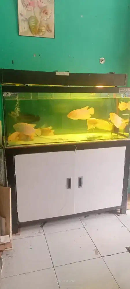 Dijual Fullset 2 Unit Aquarium