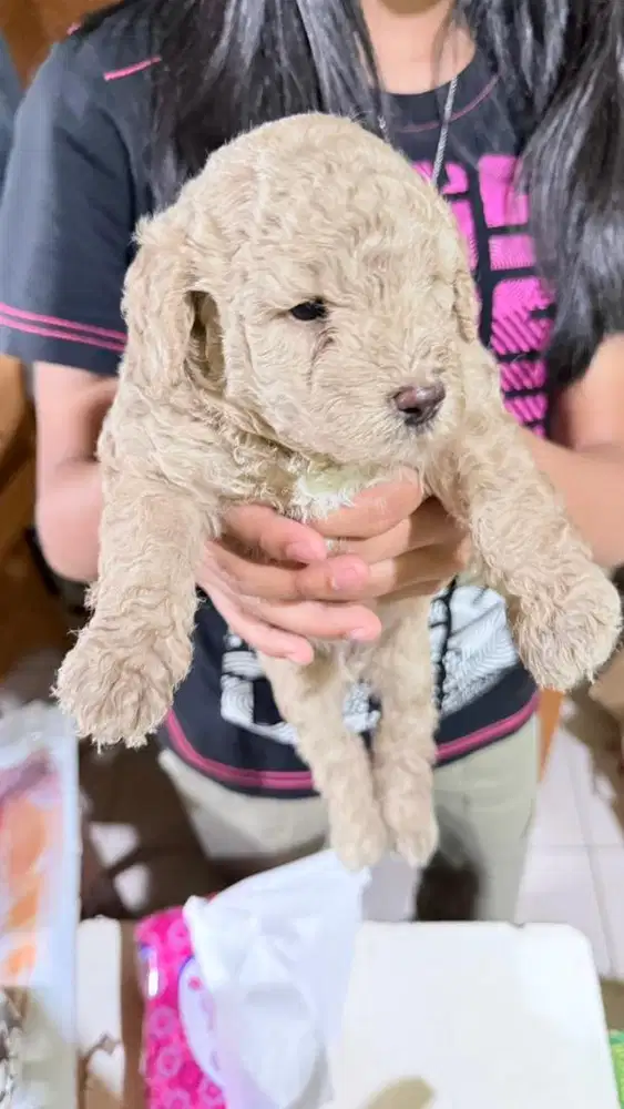 Anakan ras poodle