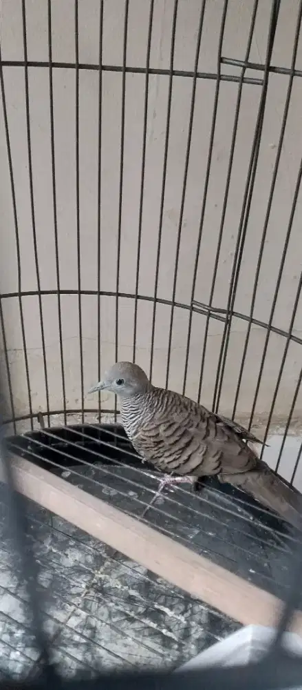 burung.perkutut
