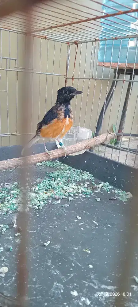 Murai Jantan Sedang Mutasi Bulu Dewasa