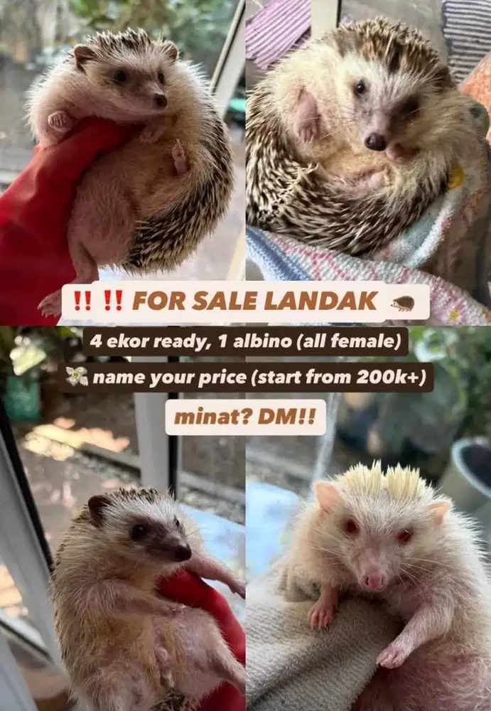 [FOR SALE! ] 4 Ekor Landak-3 Salt & Pepper, 1 Albino ALL BETINA