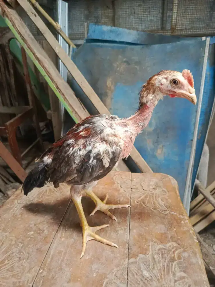 Anakan Ayam Pama Sepasang
