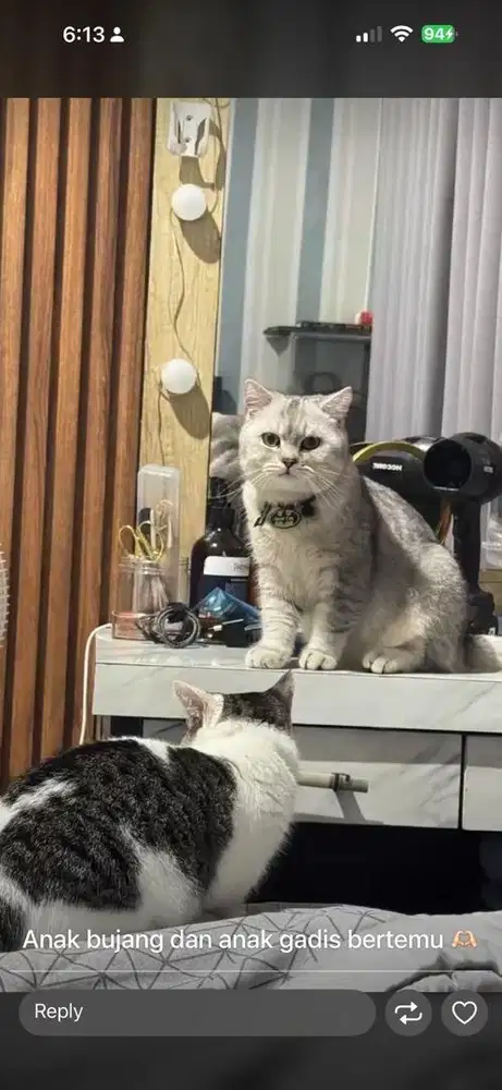 British Short Hair BSH Kitten