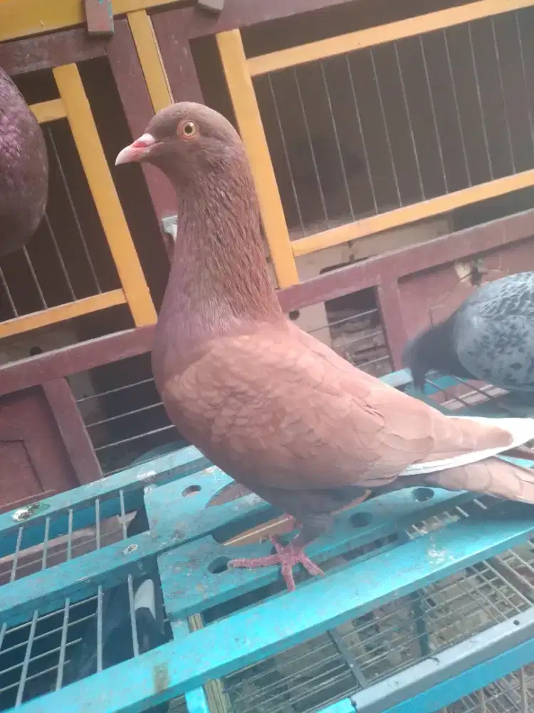 Merpati kolong bebasan