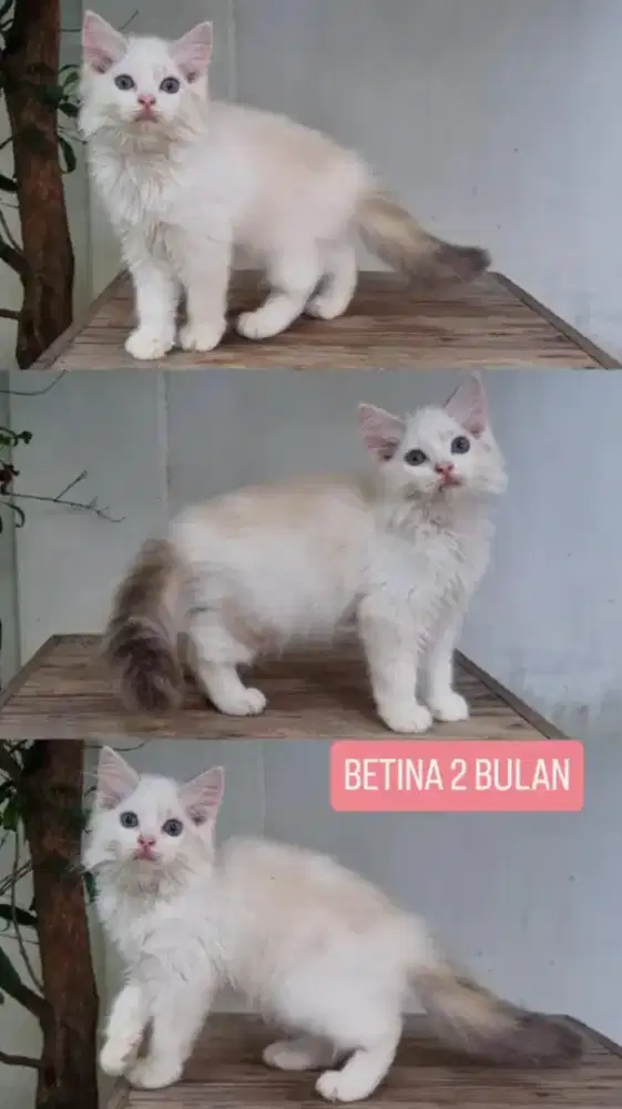 kucing kitten anakan ragdoll himalaya mainecoon anggora munchkin
