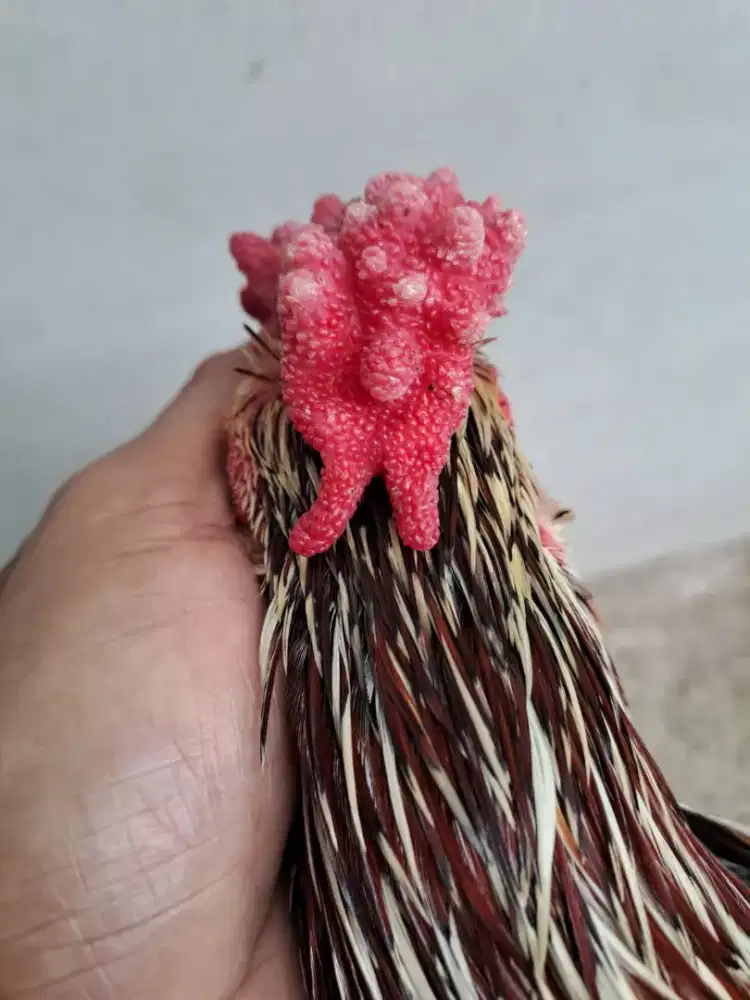 Ayam ketawa jantan Jengger bertaduk, unik, langka