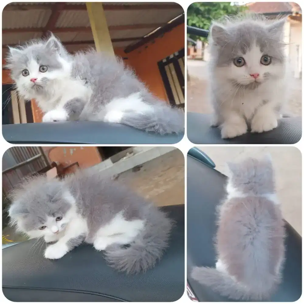 Kitten Persia Jantan