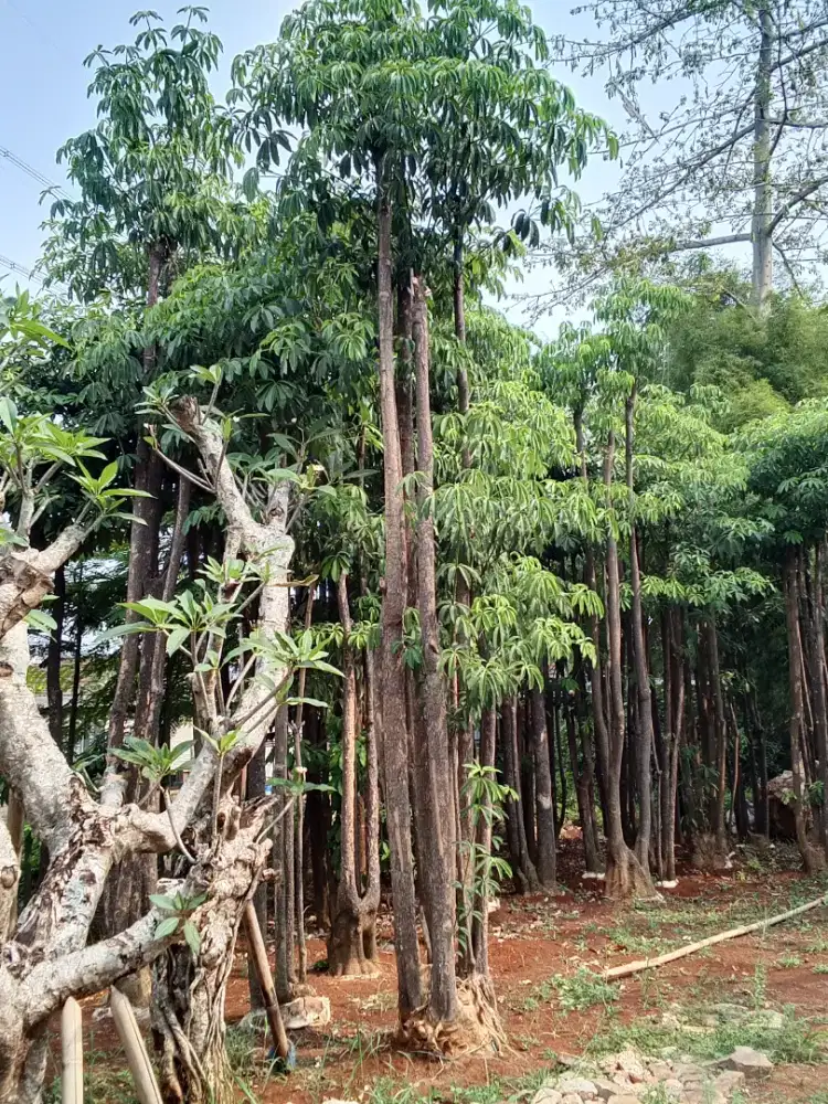 jual pohon pulay geruping
