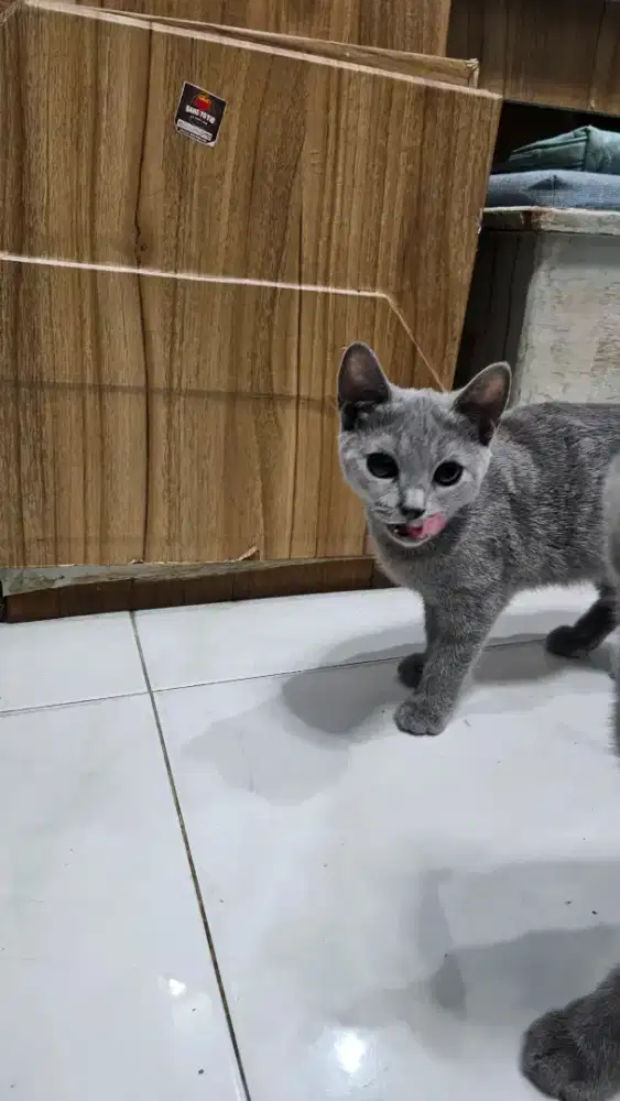 Anakan british short hair (pure)