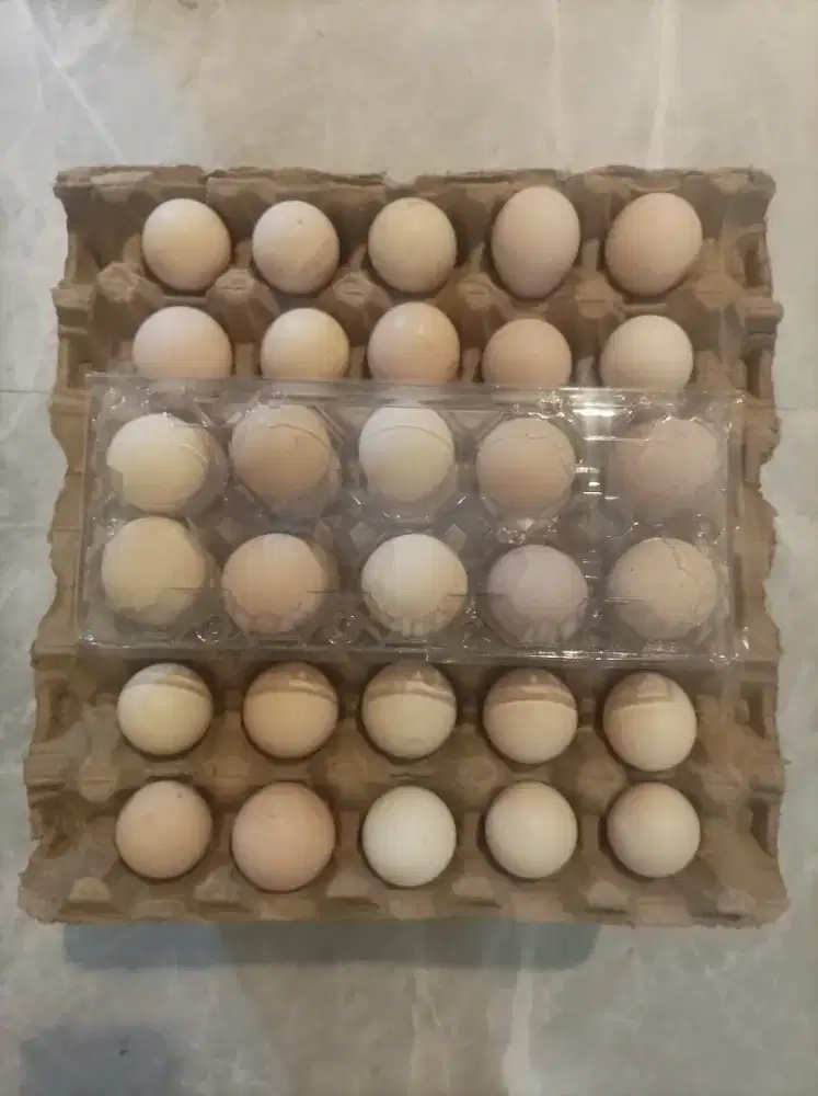Telur ayam kampung fresh