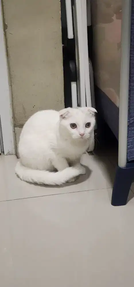 Lepas adopt BSH scotish