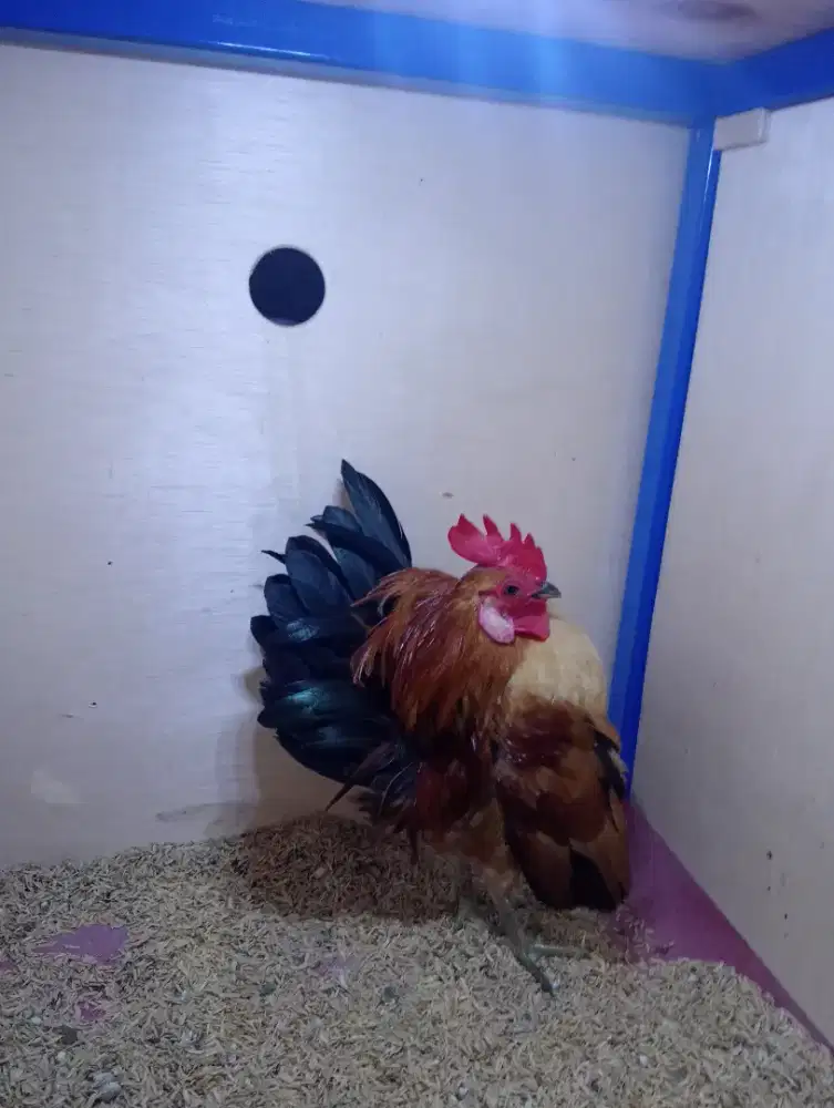 Ayam Serama jantan usia 1 tahun lebih