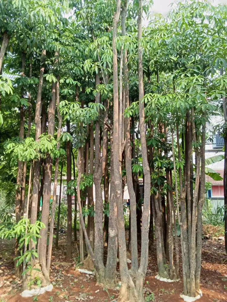 jual pohon pulay geruping
