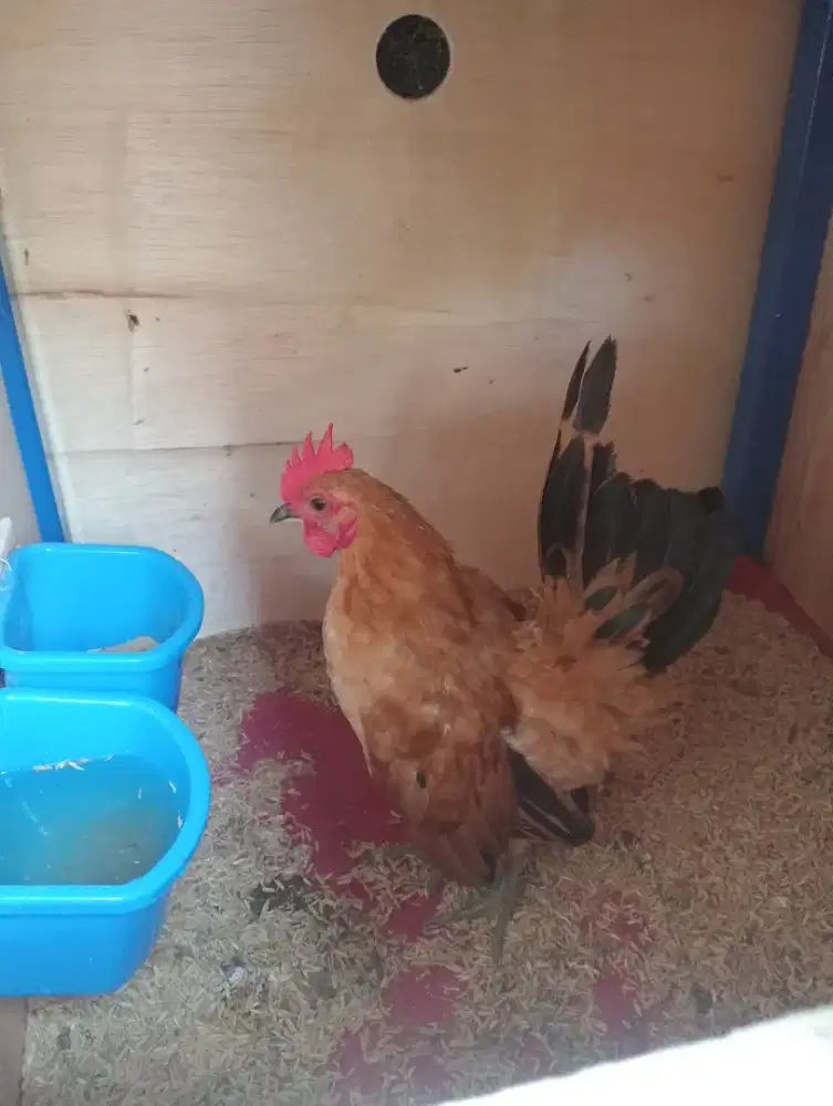 Ayam Serama jantan usia 4 bulan