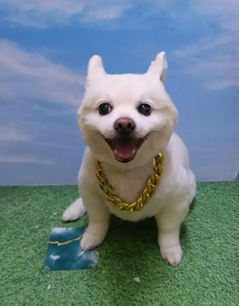 Anjing pom betina