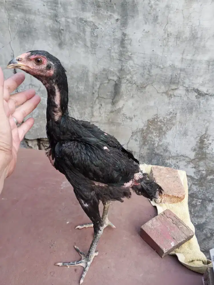 Ayam Bangkok betina usia 3-4 bulan