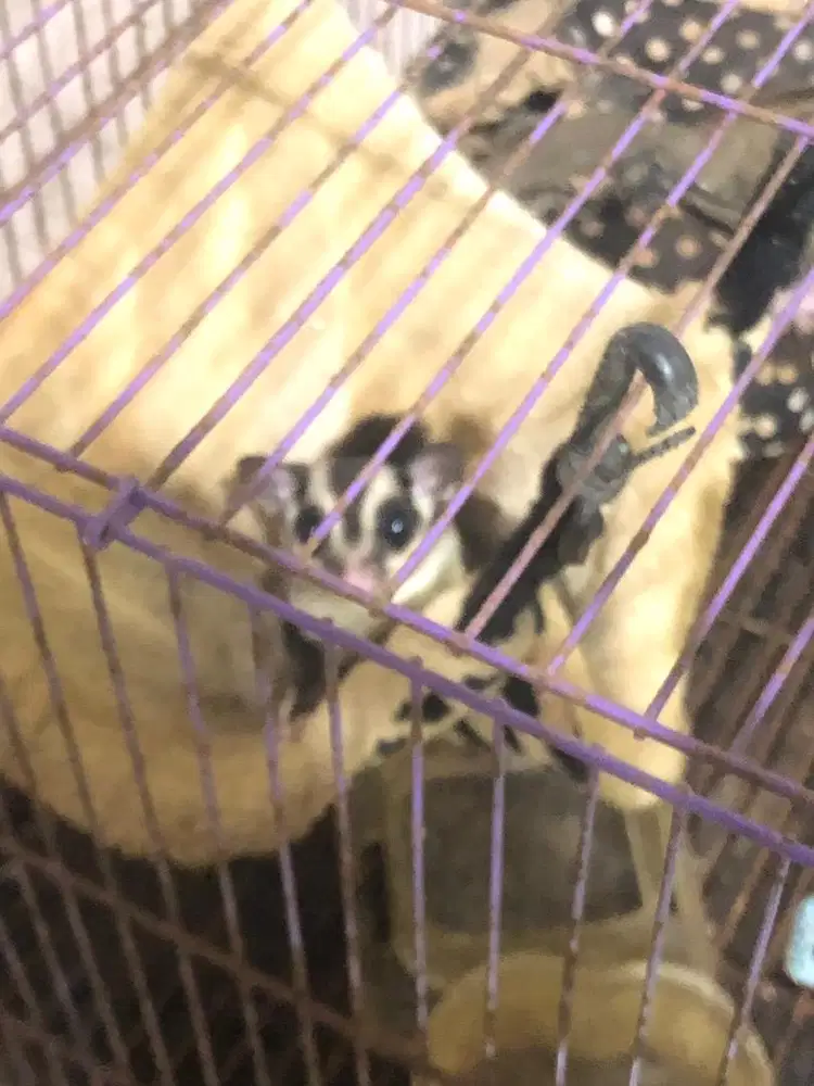 SUGAR GLIDER MURMER