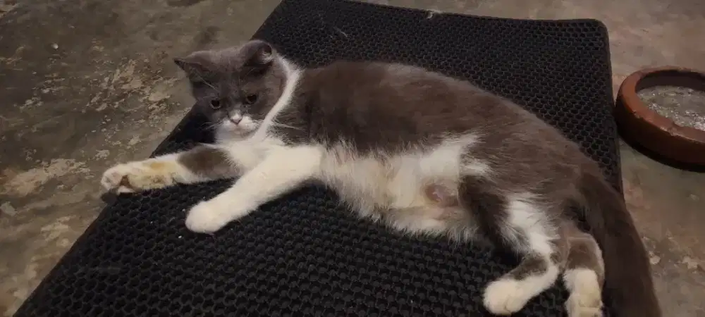 BSH bico blue betina dewasa no sf Persia himalaya