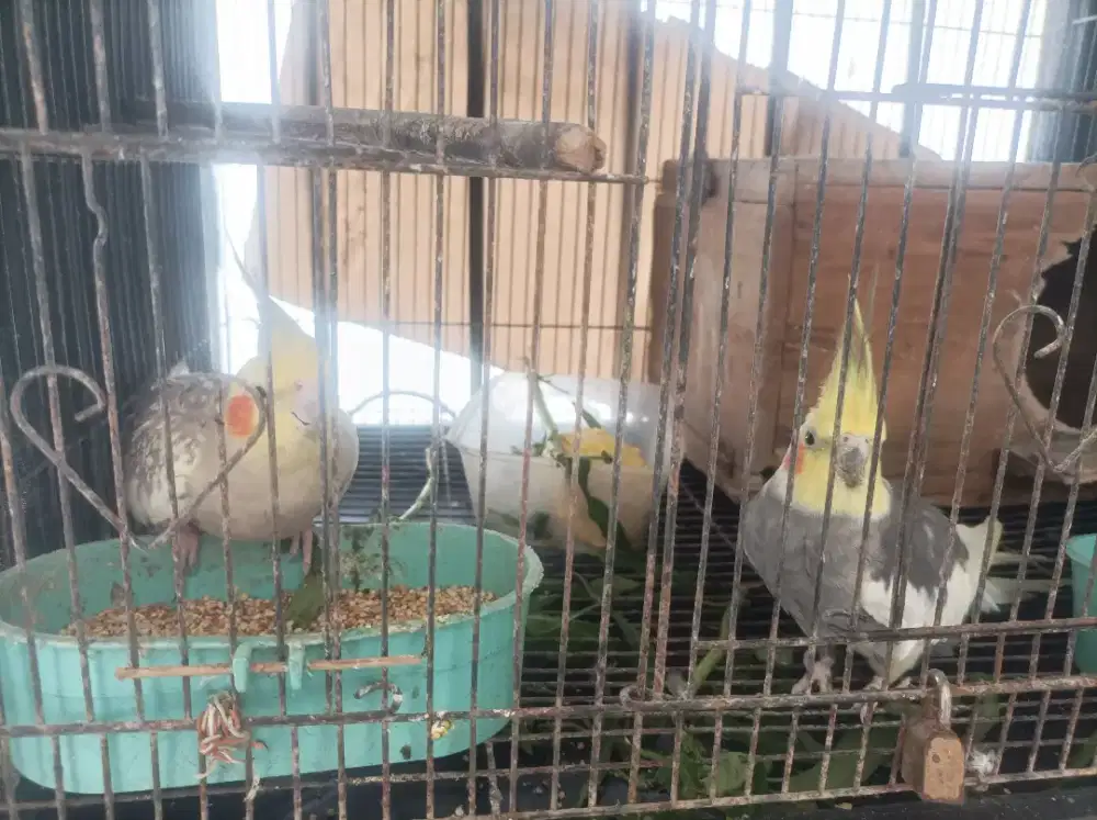 Burung falk Australia
