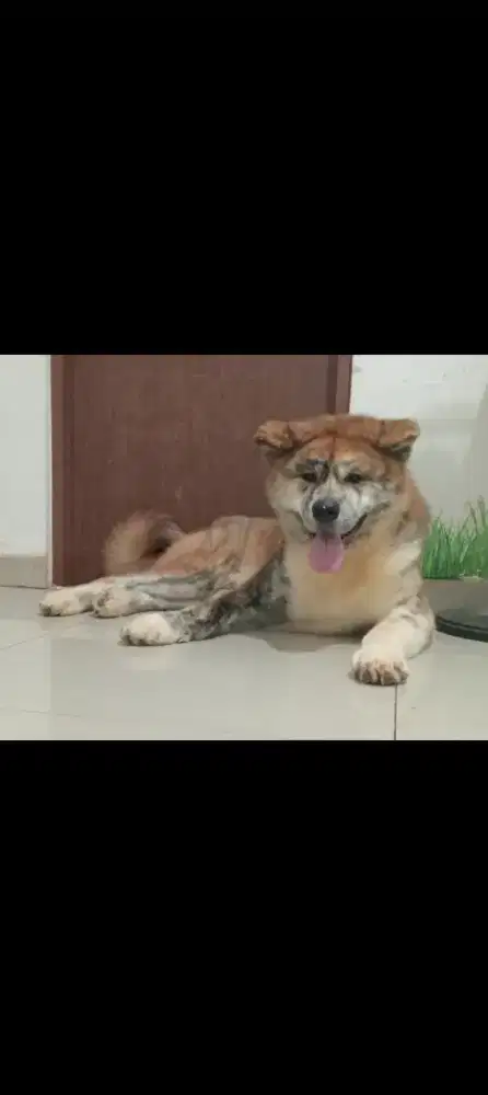 Bayar 1 Akita jantan dapat 1 Akita betina