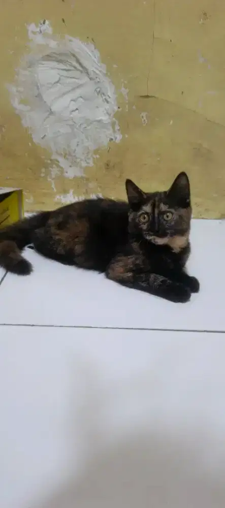 Kitten/anak kucing Persia betina