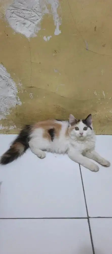 Kitten/anak kucing Persia Longhair
