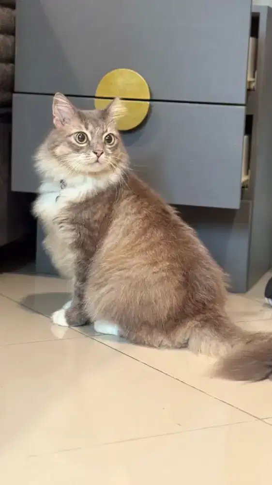 Office boy PetShop