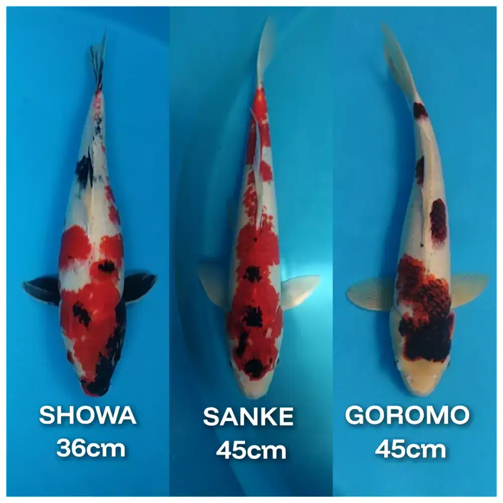 Ikan koi lokal paket mix jumbo 45cm murmer