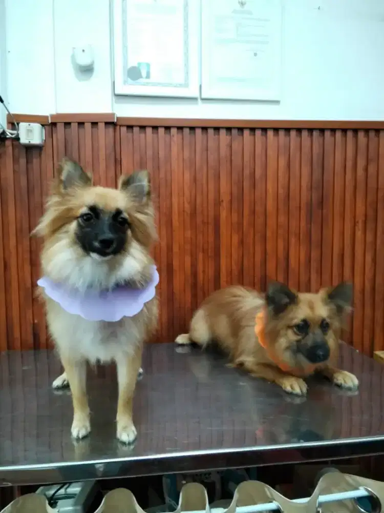 Anjing mini pom sepasang