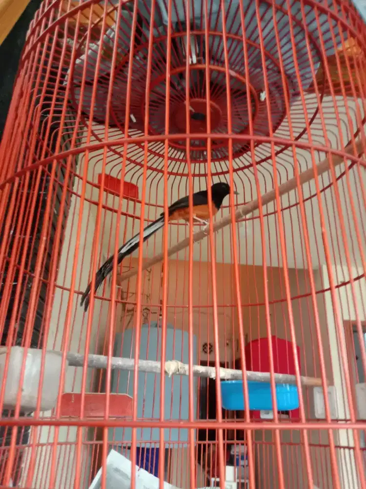 Murai Bahorok Spek Lomba