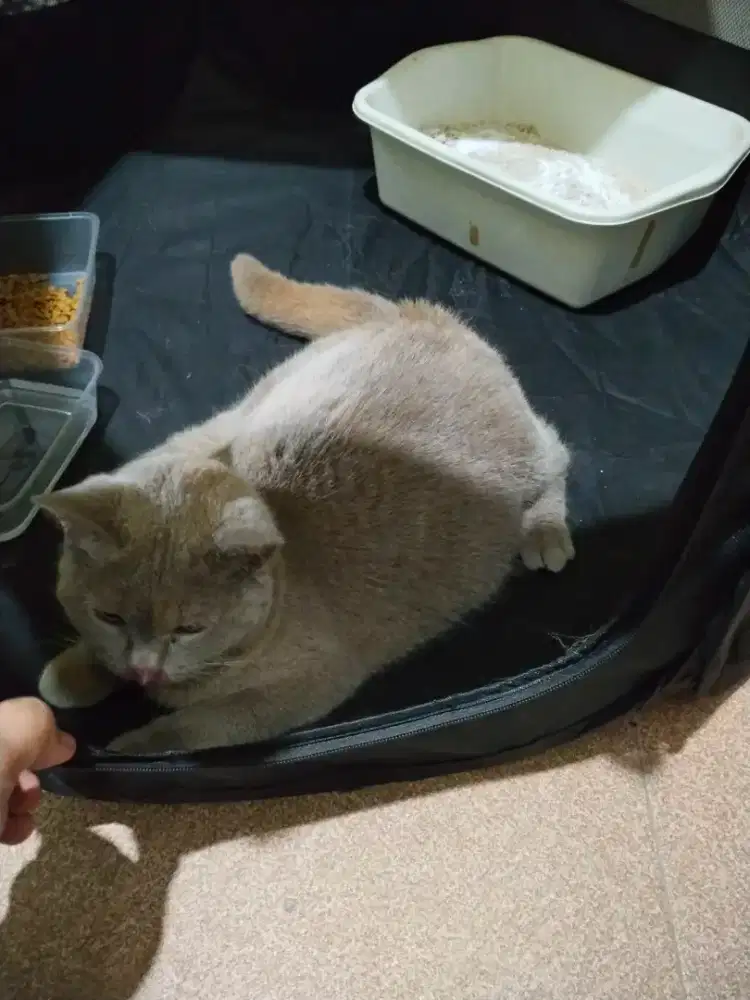 OPEN ADOPSI BERBAYAR – BRITISH SHORTHAIR (BSH) BETINA
