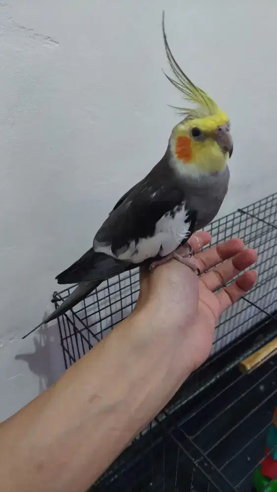 Falk jantan jinak