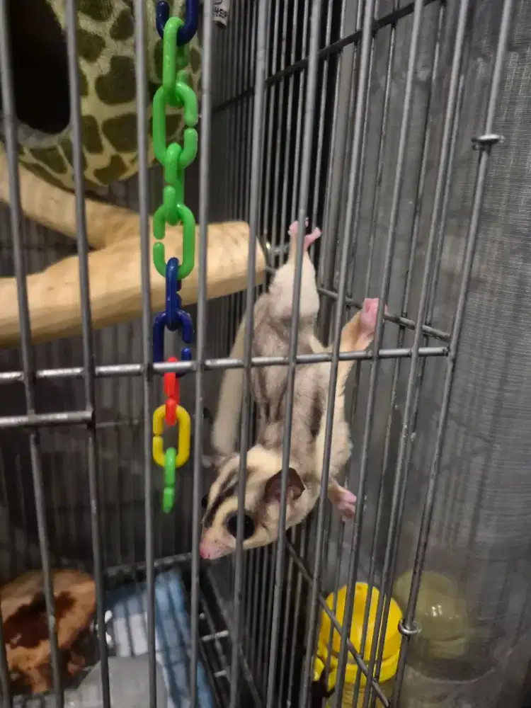 SUGAR GLIDER MOZAIC