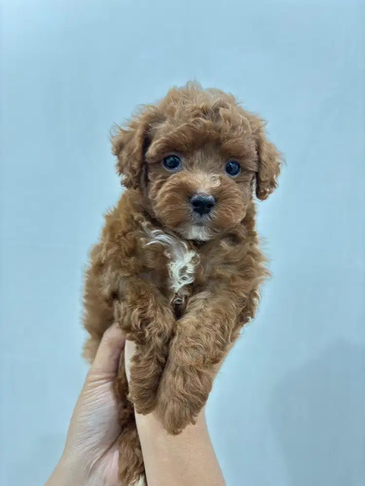 ANAK ANJING TOY POODLE JANTAN