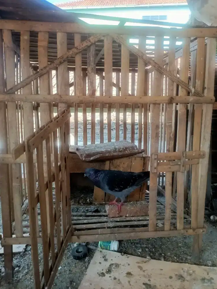 perawatan kandang dan burung