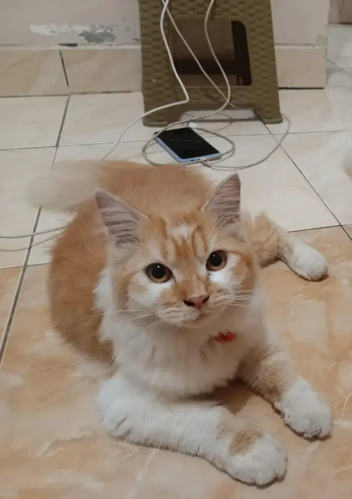 lepas adopsi kucing betina persia midxom