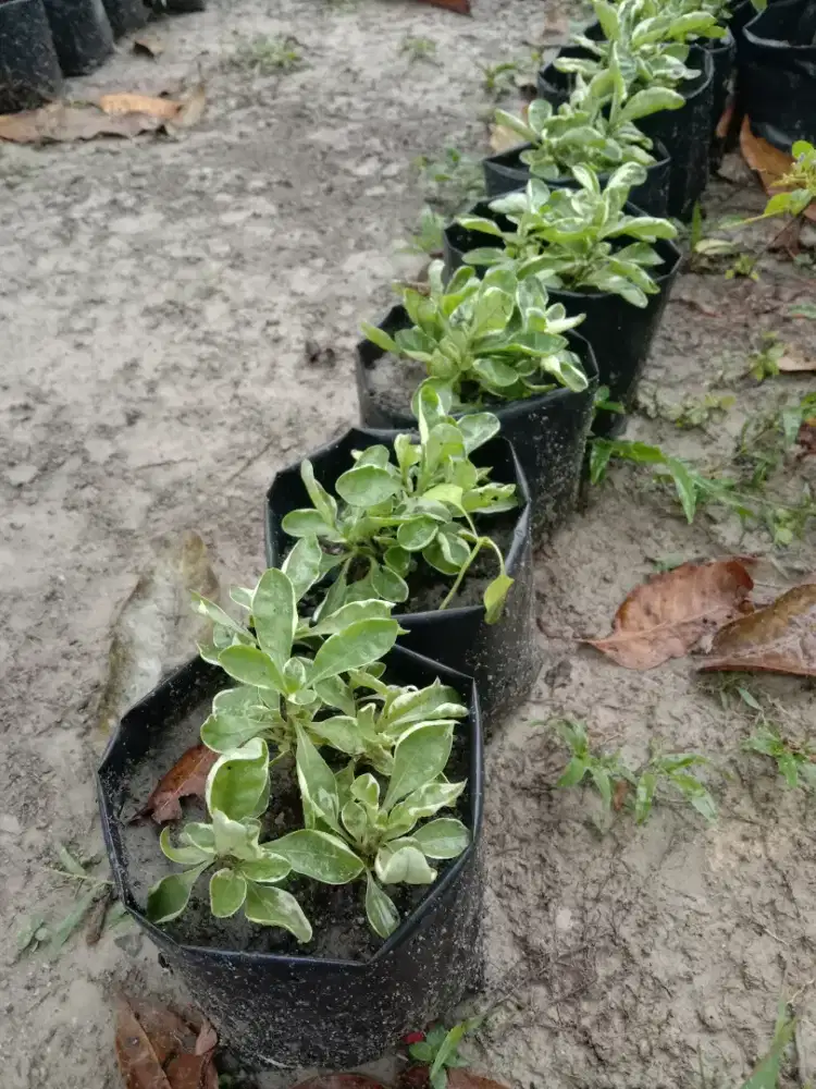 Tanaman Hias Kaliko Merah dan Putih
