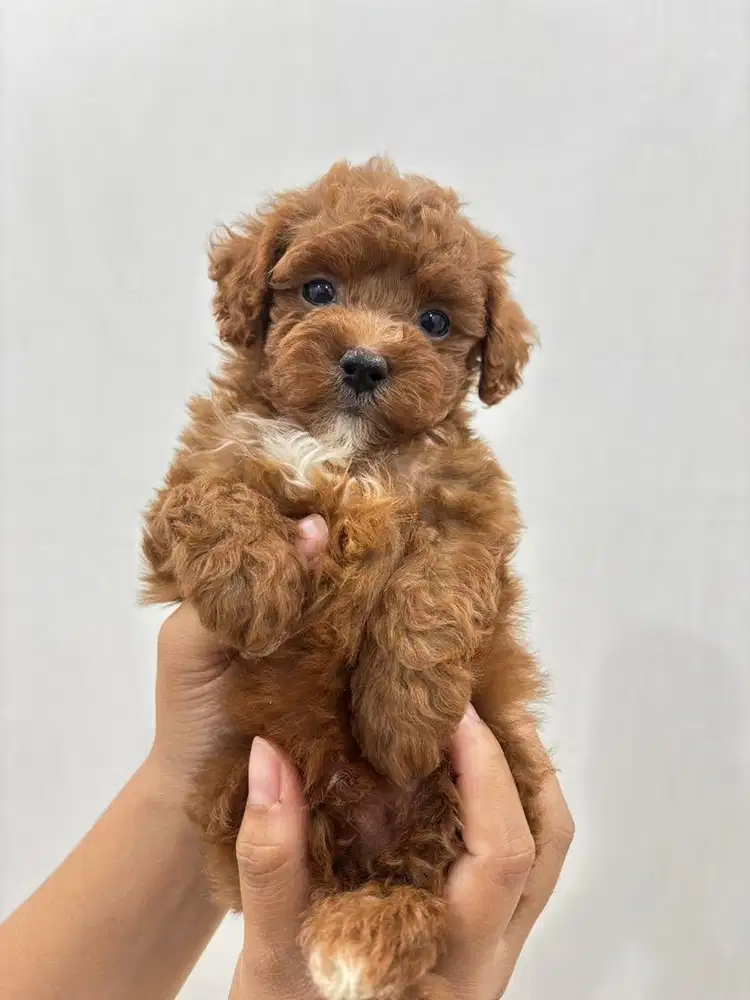 ANAK ANJING TOY POODLE JANTAN