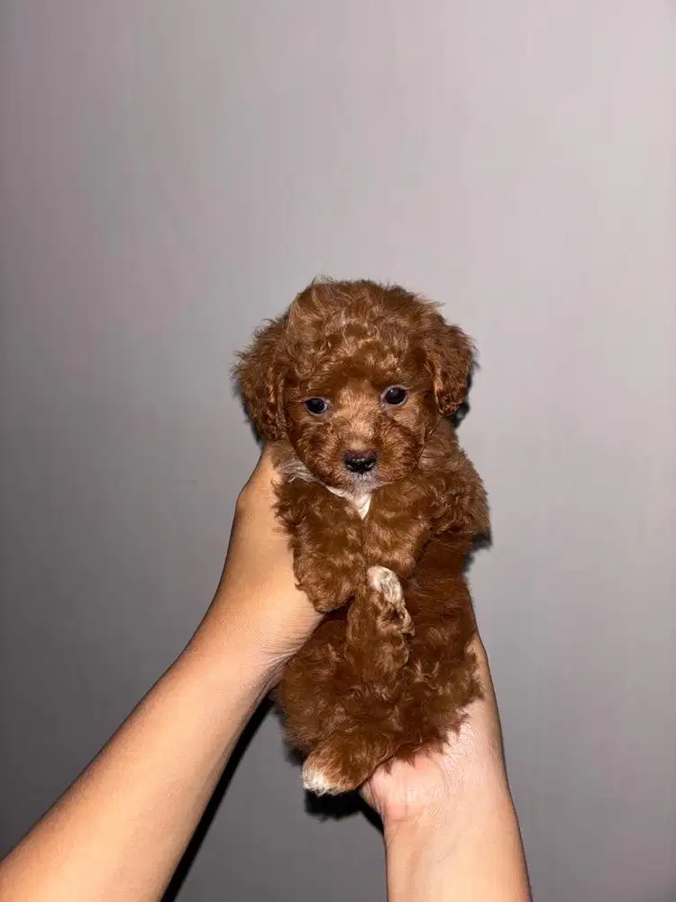 ANAK ANJING TOY POODLE JANTAN