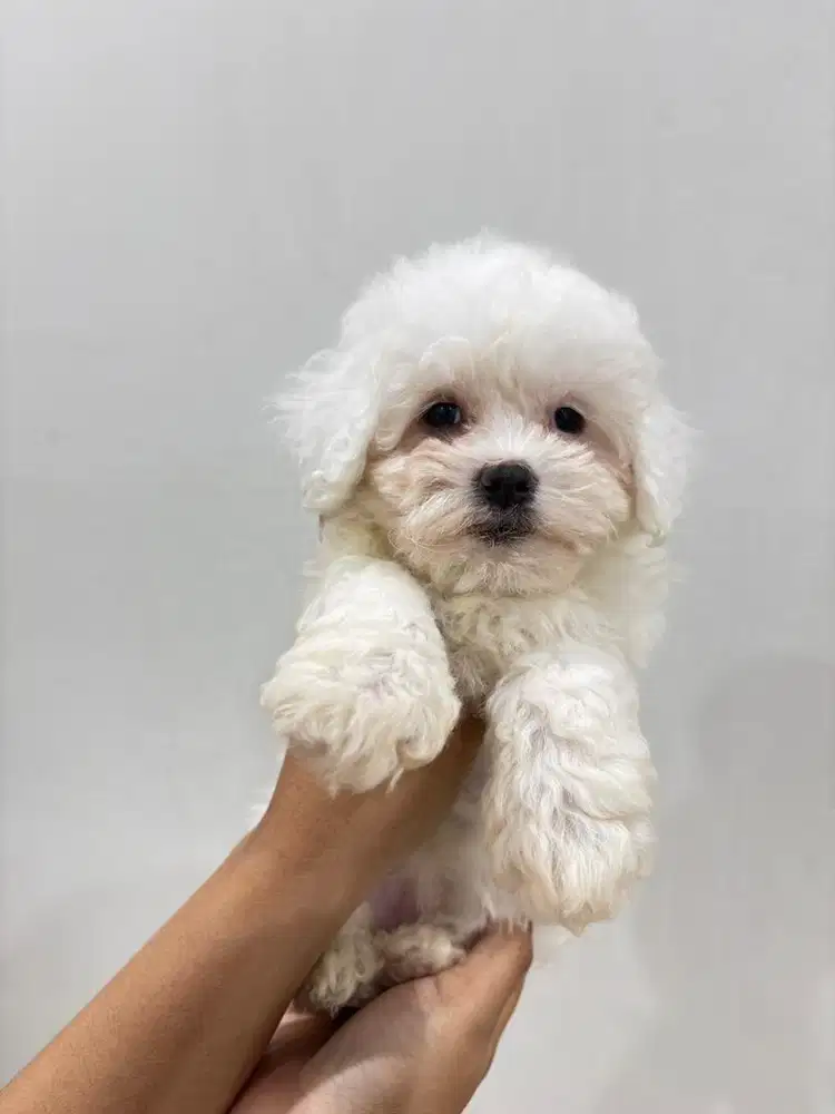 ANAK ANJING TOY POODLE WHITE