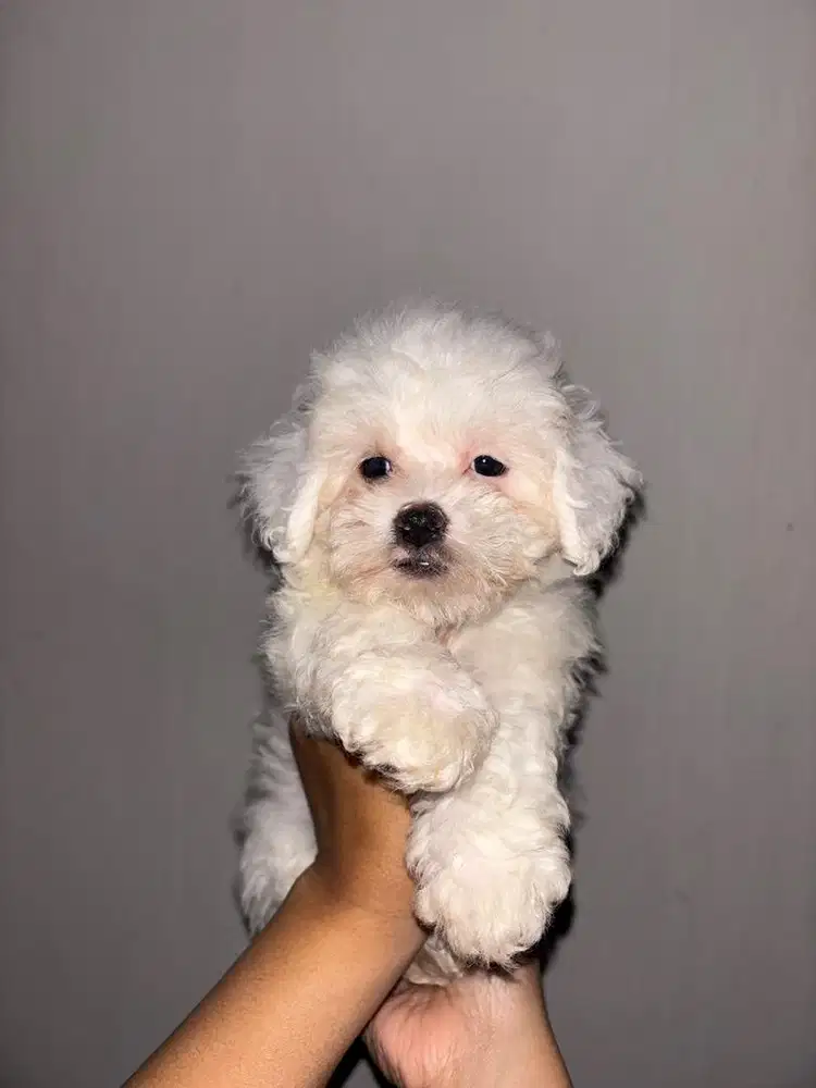 ANAK ANJING TOY POODLE BETINA WHITE