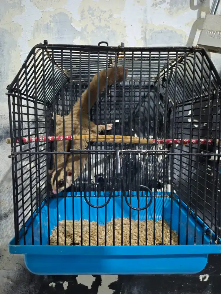 Sugar Glider Jantan Dewasa