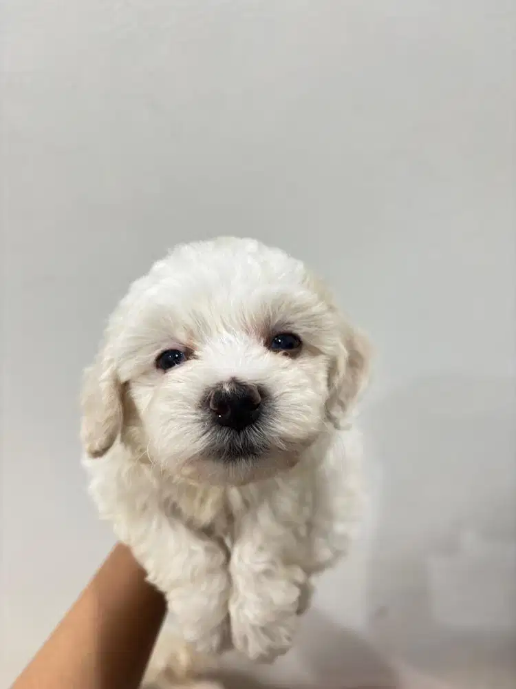 ANAK ANJING TOY POODLE JANTAN WHITE