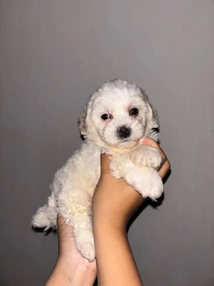 ANAK ANJING TOY POODLE JANTAN WHITE