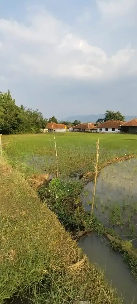 DIJUAL CEPAT SAWAH