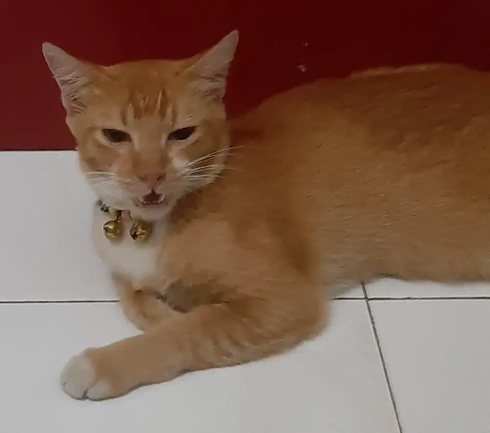 Jasa kerokan daerah kel.bakti jaya Tang-Sel