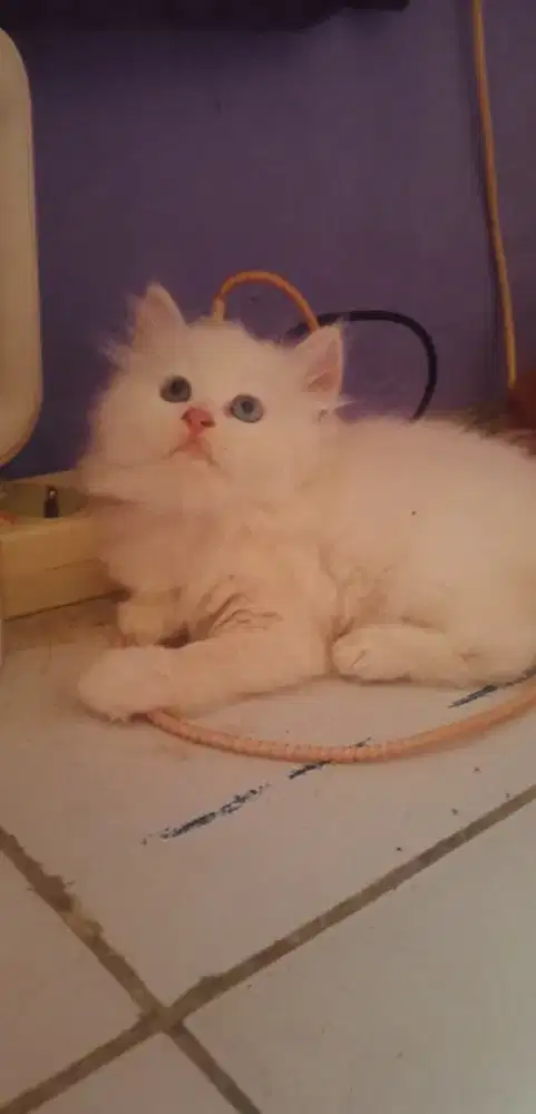 Kitten flatnose