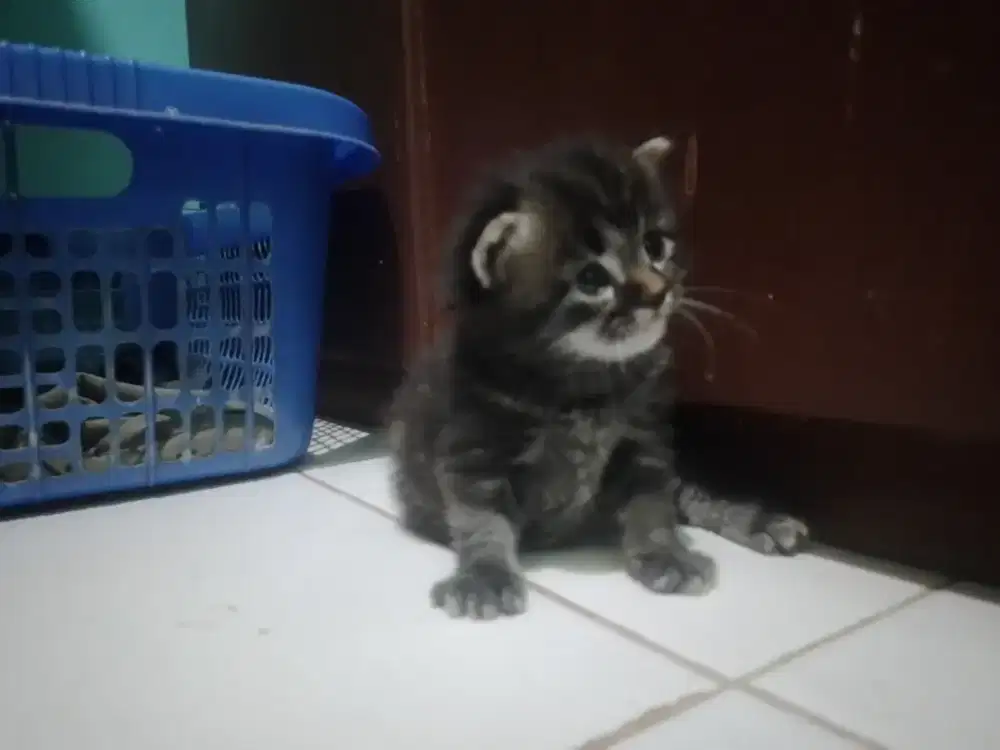 Kitten marble grey betina