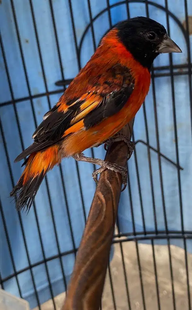 siskin klasikkkk