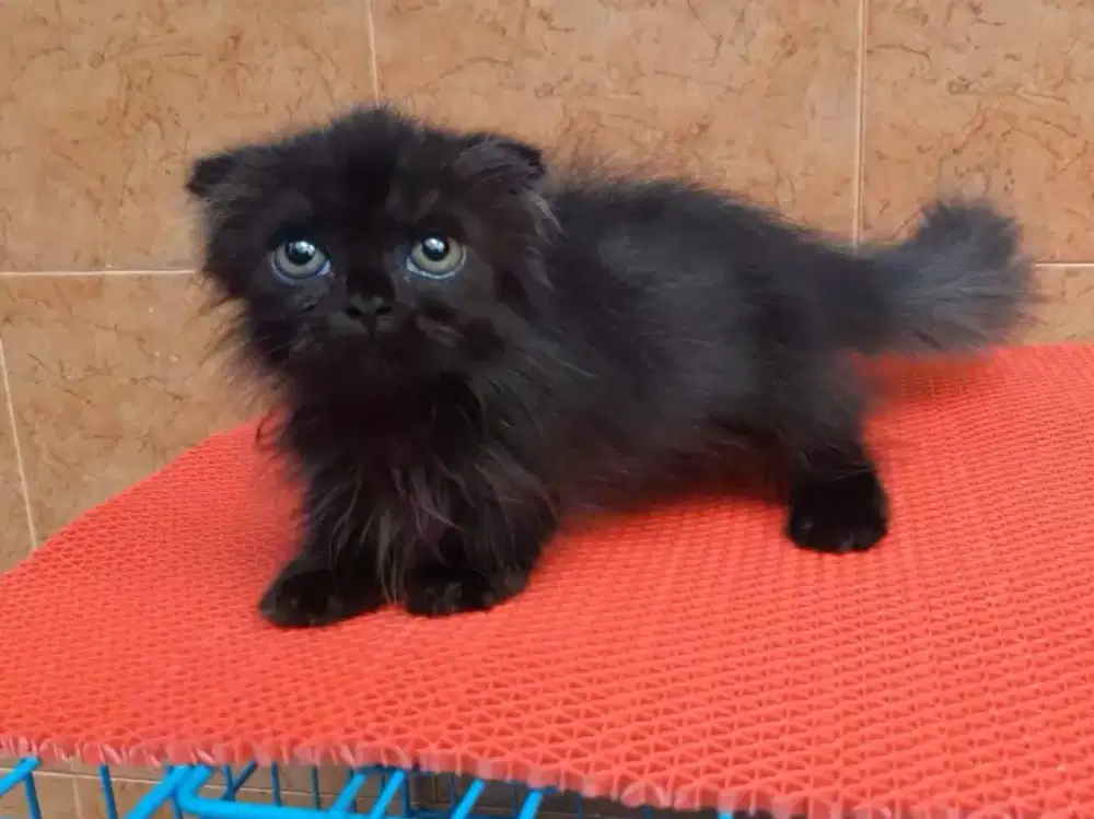 Kucing muchkin gaelic